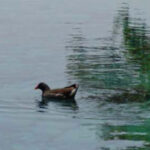 lago-15