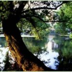 lago6